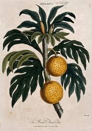 The Breadfruit Branches: Economic Importance, Uses, and By-Products