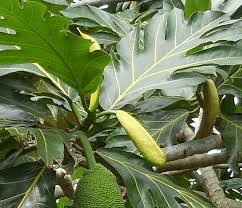 The Breadfruit Branches: Economic Importance, Uses, and By-Products