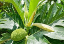 The Breadfruit Inflorescence: Economic Importance, Uses, and By-Products