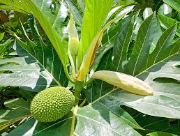 The Breadfruit Peduncle: Economic Importance, Uses, and By-Products
