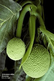 The Breadfruit Pedicels: Economic Importance, Uses, and By-Products