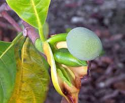 The Breadfruit Pedicels: Economic Importance, Uses, and By-Products