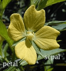 The Breadfruit Sepals: Economic Importance, Uses, and By-Products