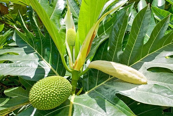 The Breadfruit Stamens: Economic Importance, Uses, and By-Products