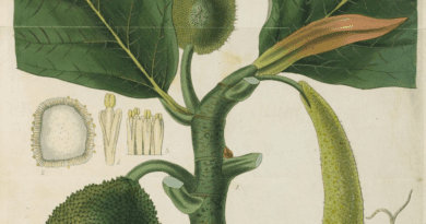 The Breadfruit Pistil: Economic Importance, Uses, and By-Products