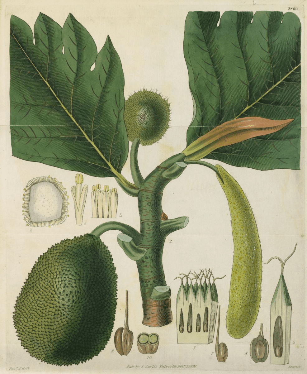 The Breadfruit Pistil: Economic Importance, Uses, and By-Products