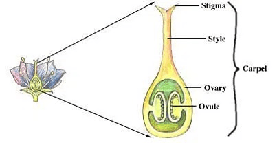 The Breadfruit Pistil: Economic Importance, Uses, and By-Products