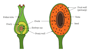 The Breadfruit Ovary: Economic Importance, Uses, and By-Products