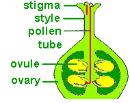 The Breadfruit Ovary: Economic Importance, Uses, and By-Products