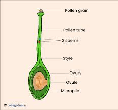 The Breadfruit Ovary: Economic Importance, Uses, and By-Products