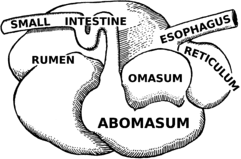 General Features of Ruminant Animals