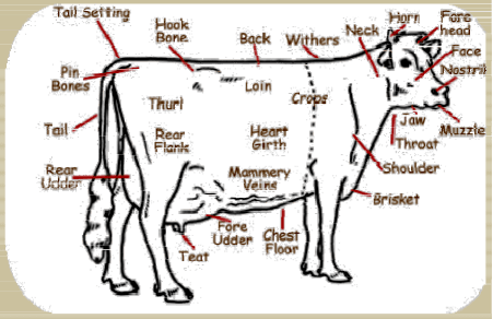 General Features of Ruminant Animals