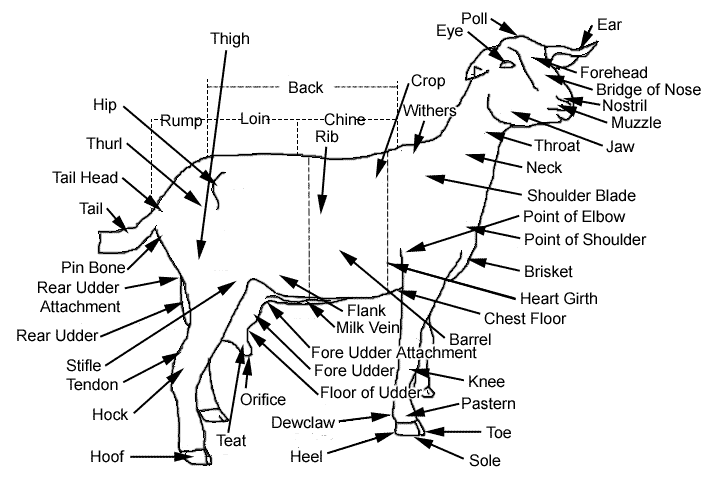 General Features of Ruminant Animals