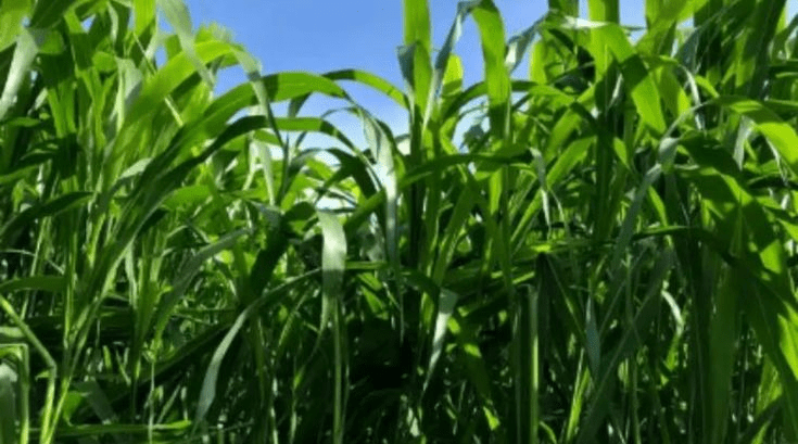 Sudangrass (Sorghum × drummondii) Complete Guide