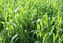 Sudangrass (Sorghum × drummondii) Complete Guide