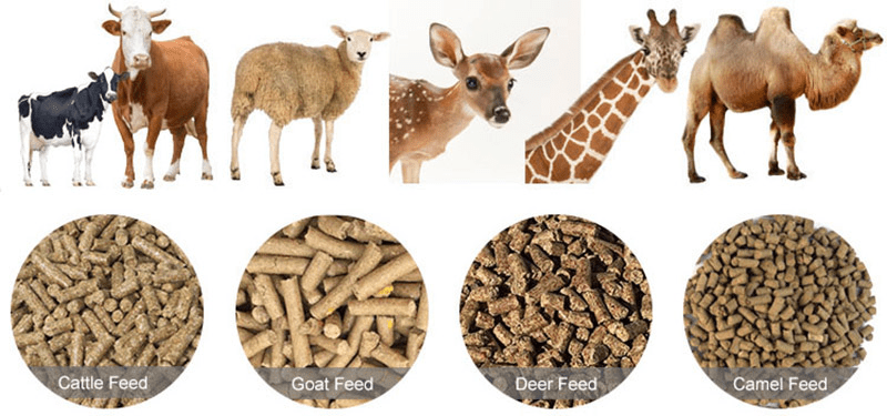 Feeding Materials for Ruminant Animals