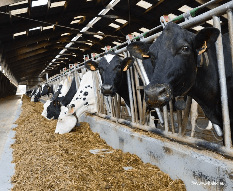 Nutrient Requirements and Feeding of Ruminants