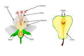 The Breadfruit Styles: Economic Importance, Uses, and By-Products The Breadfruit Styles: Economic Importance, Uses, and By-Products