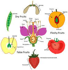 The Breadfruit Styles: Economic Importance, Uses, and By-Products The Breadfruit Styles: Economic Importance, Uses, and By-Products