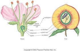 The Breadfruit Styles: Economic Importance, Uses, and By-Products The Breadfruit Styles: Economic Importance, Uses, and By-Products