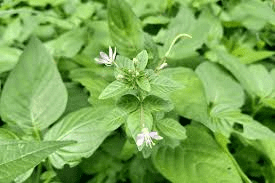 The Alfalfa Leaves: Economic Importance, Uses, and By-Products The Alfalfa Leaves: Economic Importance, Uses, and By-Products