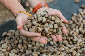 The Cashew Seeds: Economic Importance, Uses, and By-Products
