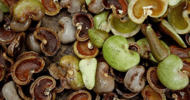 The Cashew Shell: Economic Importance, Uses, and By-Products