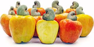 The Cashew Fruit: Economic Importance, Uses, and By-Products
