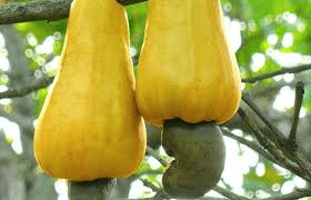 The Cashew Peduncle: Economic Importance, Uses, and By-Products