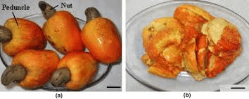 The Cashew Peduncle: Economic Importance, Uses, and By-Products