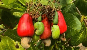 The Cashew Pedicels: Economic Importance, Uses, and By-Products