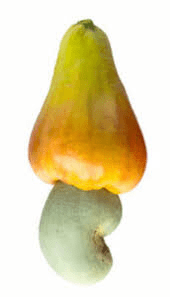 The Cashew Peduncle: Economic Importance, Uses, and By-Products