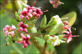 The Cashew Flowers: Economic Importance, Uses, and By-Products The Cashew Flowers: Economic Importance, Uses, and By-Products