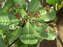 The Cashew Flowers: Economic Importance, Uses, and By-Products The Cashew Flowers: Economic Importance, Uses, and By-Products