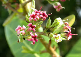 The Cashew Flowers: Economic Importance, Uses, and By-Products The Cashew Flowers: Economic Importance, Uses, and By-Products