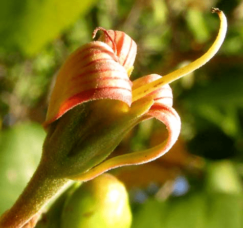 The Cashew Sepals: Economic Importance, Uses, and By-Products