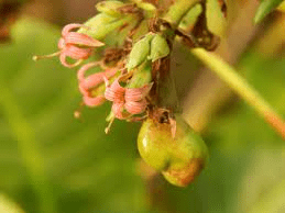 The Cashew Sepals: Economic Importance, Uses, and By-Products