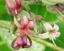 The Cashew Sepals: Economic Importance, Uses, and By-Products