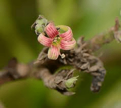 The Cashew Sepals: Economic Importance, Uses, and By-Products