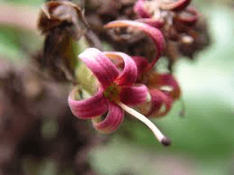 The Cashew Petals: Economic Importance, Uses, and By-Products