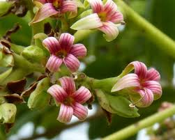 The Cashew Petals: Economic Importance, Uses, and By-Products