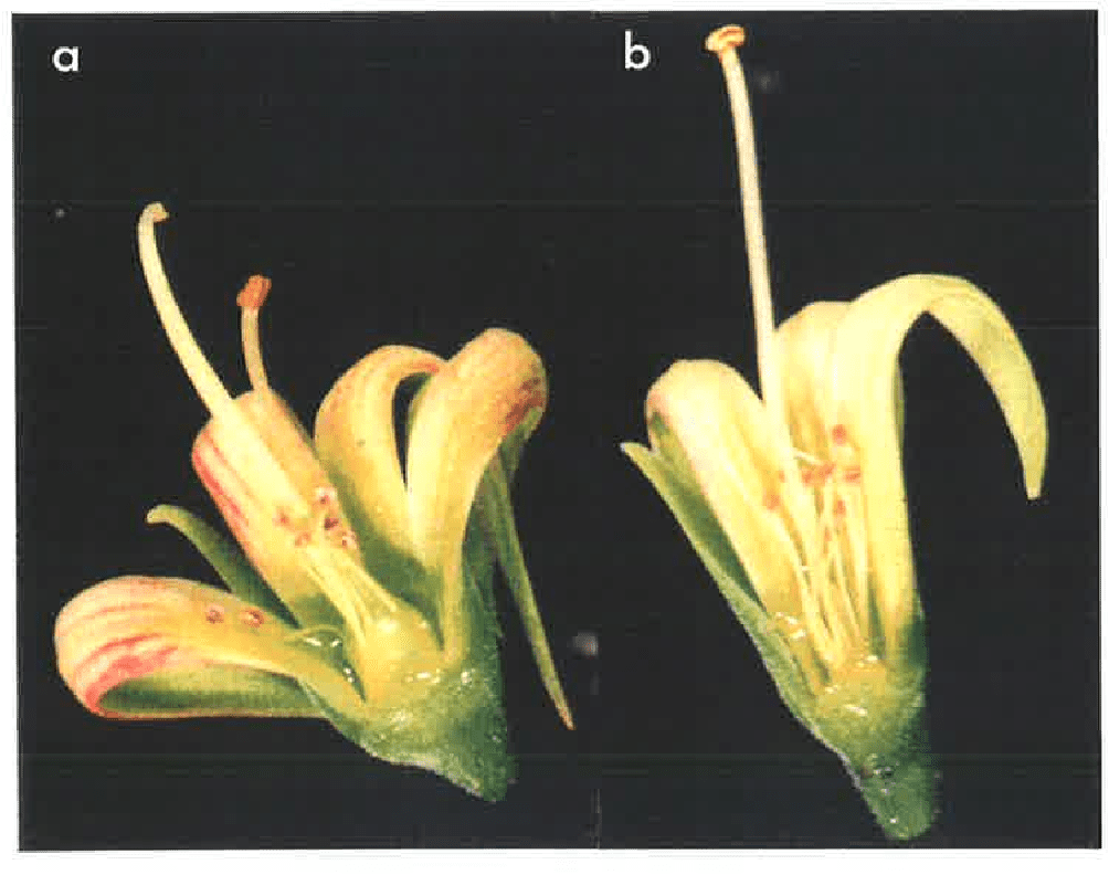The Cashew Stamens: Economic Importance, Uses, and By-Products