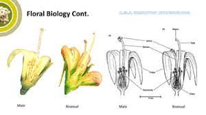 The Cashew Stamens: Economic Importance, Uses, and By-Products