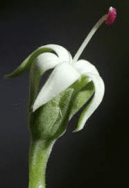 The Cashew Stamens: Economic Importance, Uses, and By-Products