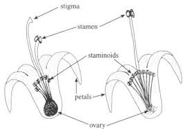 The Cashew Stamens: Economic Importance, Uses, and By-Products