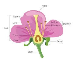 The Cashew Ovary: Economic Importance, Uses, and By-Products