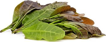 Cashew leaves