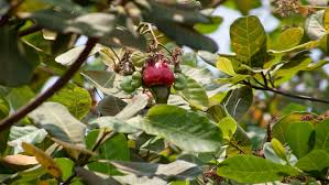 The Cashew Stems: Economic Importance, Uses, and By-Products The Cashew Stems: Economic Importance, Uses, and By-Products