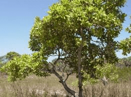 The Cashew Stems: Economic Importance, Uses, and By-Products The Cashew Stems: Economic Importance, Uses, and By-Products