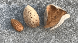 The Almond Shell: Economic Importance, Uses, and By-Products